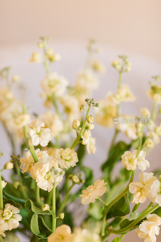 奶油黄色的Stock Spray花在一个波西米亚复古藤编孔雀椅上的玻璃花瓶里，室内有奶油色的背景，在明亮的自然光下从窗户复制空间